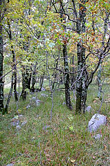 Gozd puhastega hrasta in trave jesenske vilovine. (Foto: Andrej Seliškar)