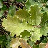 Puhasti hrast (Quercus pubescens), pogosto drevo na Krasu. (Foto: Valerija Babij)