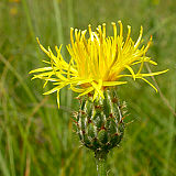 Skalni glavinec (Centaurea rupestris), tipična vrsta kraških pašnikov. (Foto: Valerija Babij)