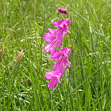 Ilirski meček (Gladiolus illyricus) je ogrožena in zavarovana vrsta mokrotnih travnikov. (Foto: Valerija Babij)