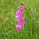 Ilirski meček (Gladiolus illyricus) je ogrožena in zavarovana vrsta mokrotnih travnikov. (Foto: Valerija Babij)