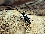 Hrastov kozliček (Cerambyx cerdo) je varovan z omrežjem NATURA. (Foto: Alja Pirnat)