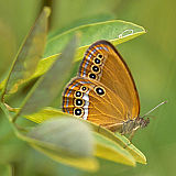 Barjanski okarček (Coenonympha oedippus) je varovan z
omrežjem NATURA. (Foto: Tatjana Čelik)