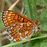 Travniški postavnež (Euphydryas aurinia) je varovan z omrežjem NATURA.
(Foto: Branko Vreš)