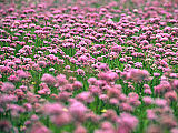 Avgusta cveti robati luk (Allium angulosum) in ponekod ustvarja obsežne rožnate sestoje.(Foto: Igor Zelnik)