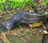 Črni slinar (Limax cinereoniger). (Foto: Rajko Slapnik)