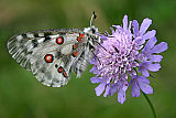 Gorski apolon (Parnassius apollo). (Foto: Branko Vreš)