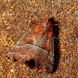 Metulj pedic (Scoliopteryx lybatrix). (Foto: Slavko Polak)