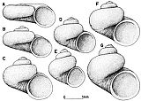 Neohoratia subpiscinalis (risba J. Bole: 18. Polži iz freatičnih voda Jugoslavije. - Razpr. IV. razr. SAZU, 10, 1967, 109-120, Ljubljana).