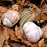 Veliki vrtni polž (Helix (Helix) pomatia) je zakonsko zaščiten pred nabiranjem.(Foto: Rajko Slapnik)