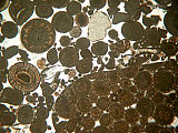 Mikroskopski posnetek spodnjejurskih oolitnih apnencev. Foto: B. Otoničar