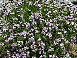 Jacquinov bodičnik (Drypis spinosa subsp. jacquiniana) gradi značilno rastlinsko
združbo melišč. Foto: Branko Vreš