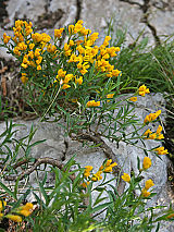 Svilnata košeničica (Genista sericea) je značilna vrsta kamnitih travišč. Foto: Branko Vreš