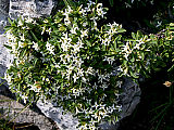 Alpski volčin (Daphne alpina), značilna vrsta skalnih razpok. Foto: Branko Vreš