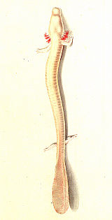 Slika 11: Ilustracija močerila (proteusa) iz srede 19. stol.